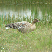 Pink-footed Goose